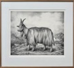 Sverre Malling - Mountain goat